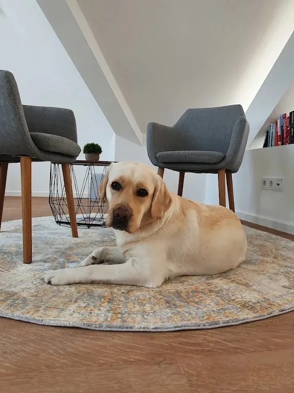 Peppa, Bürohund