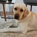 Peppa, Bürohund