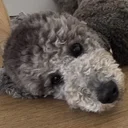 Juri, Bürohund